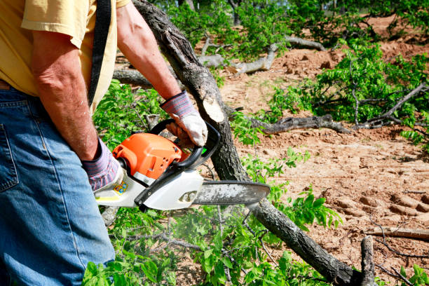 Professional Tree Care  in Rock Creek, MN